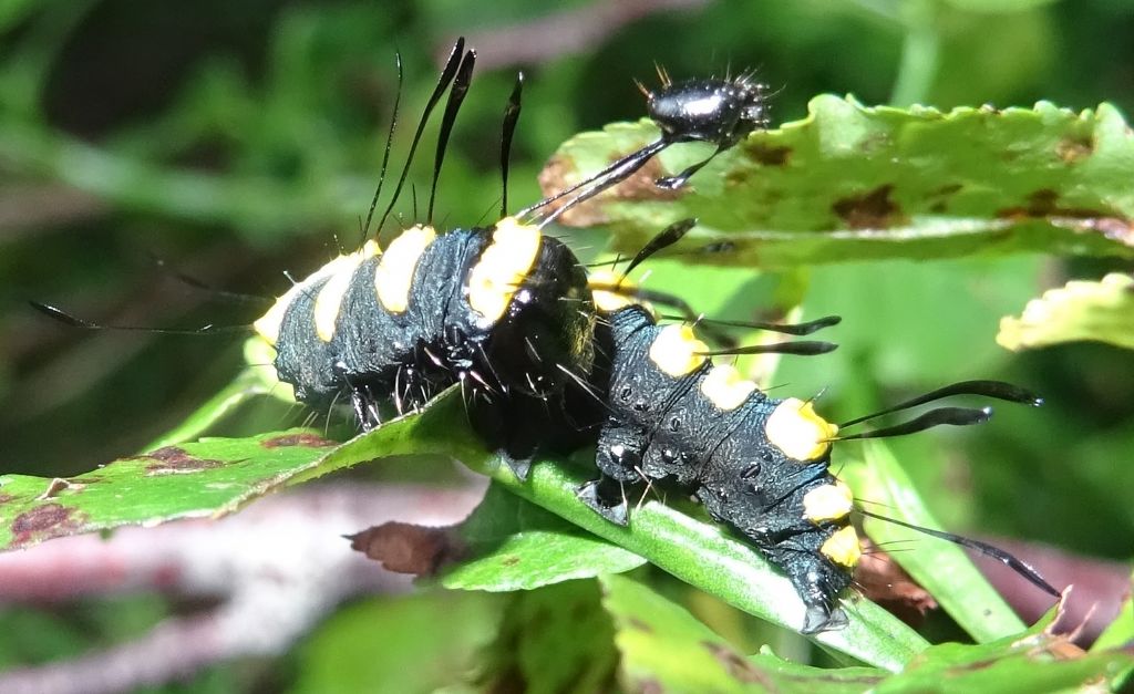 bruco: Acronicta (Jocheara) alni - Noctuidae